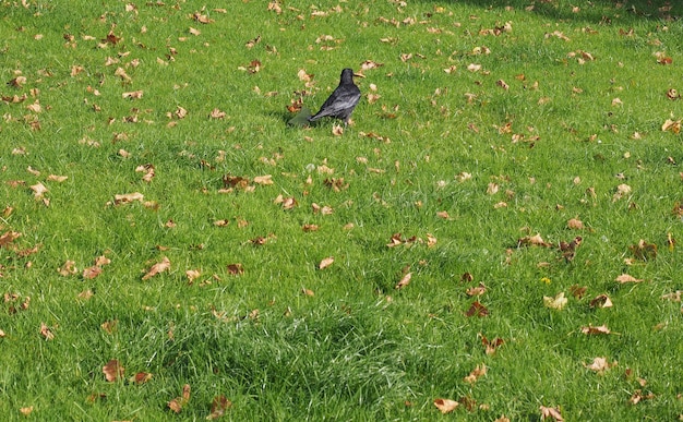 Oiseau corbeau noir