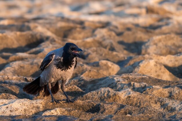 Photo oiseau corbeau sur les rochers