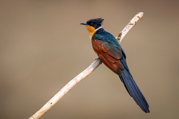 Oiseau coucou à ailes marron sur une branche