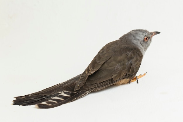 Un oiseau coucou plaintif Cacomantis merulinus isolé sur fond blanc