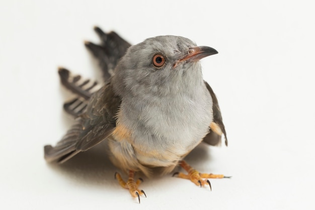 Un oiseau coucou plaintif Cacomantis merulinus isolé sur fond blanc