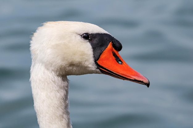 Oiseau cygne blanc sur le lac Cygnes dans l'eau Vie aquatique et faune Photographie nature