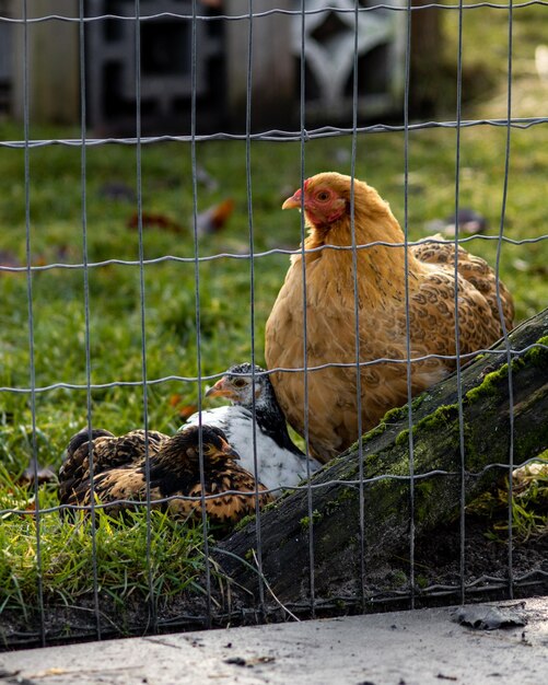 Photo oiseau dans une cage