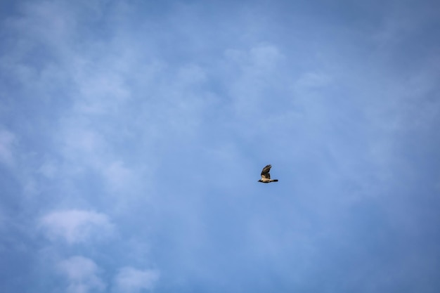 Oiseau dans un ciel bleu nuageux