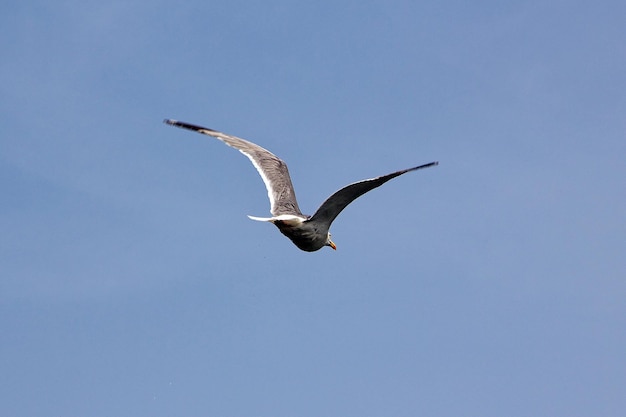 L'oiseau dans le ciel de Porto