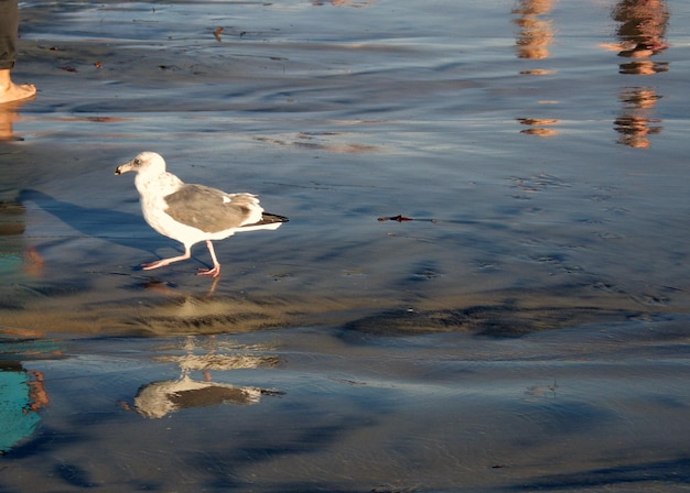 Photo oiseau dans l'eau