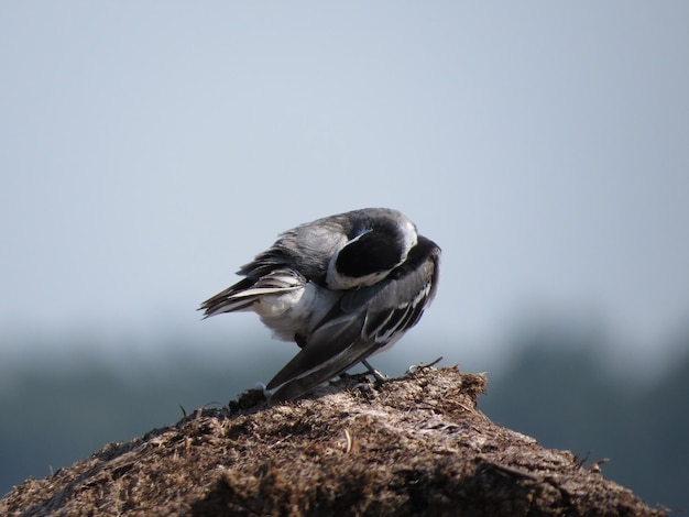 Oiseau dans un endroit magnifique