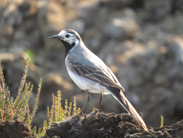 Oiseau dans un endroit pittoresque