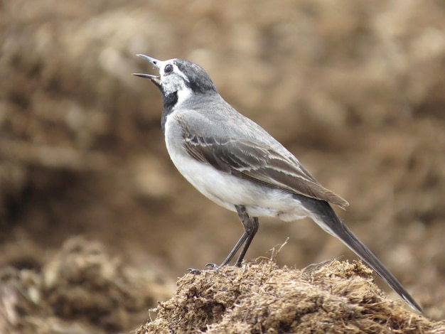 Oiseau dans un endroit pittoresque