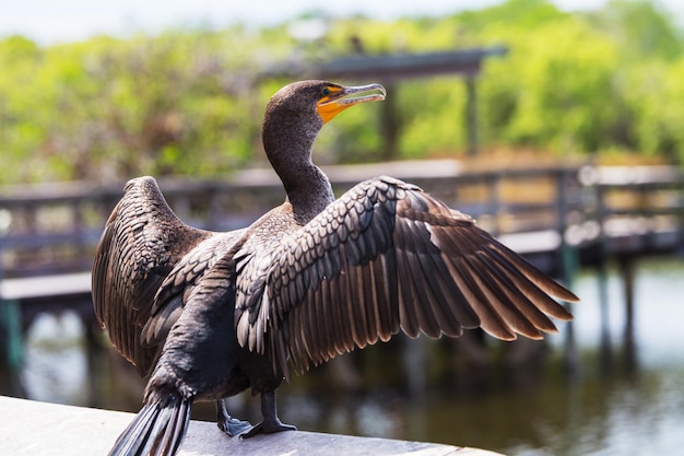 Oiseau dans les Everglades