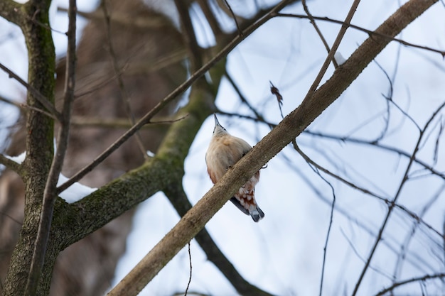 oiseau dans la froide saison d'hiver