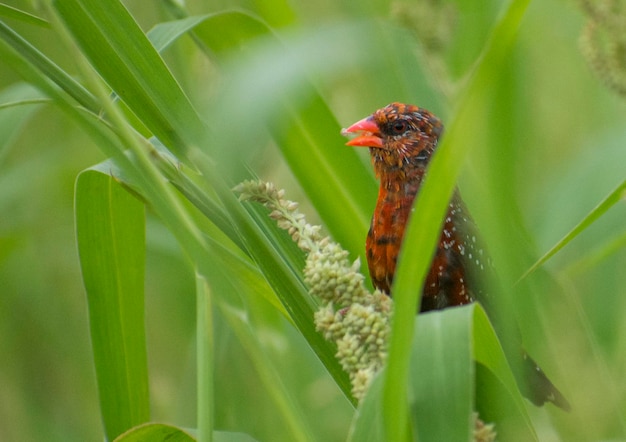 Un oiseau dans l'herbe avec un bec rouge et un bec rouge.