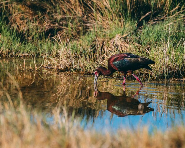 Photo un oiseau dans un lac