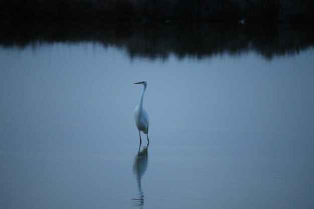 Photo un oiseau dans un lac