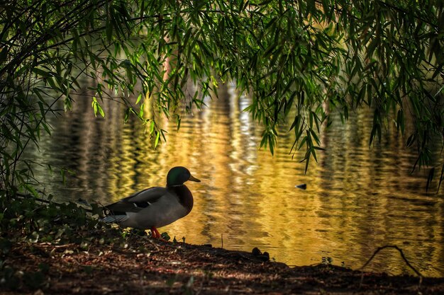 Photo oiseau dans le lac