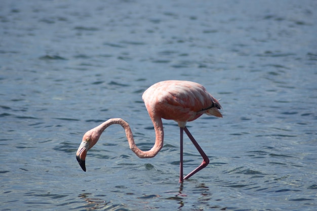 Un oiseau dans la mer