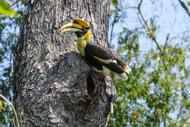 Oiseau dans la nature