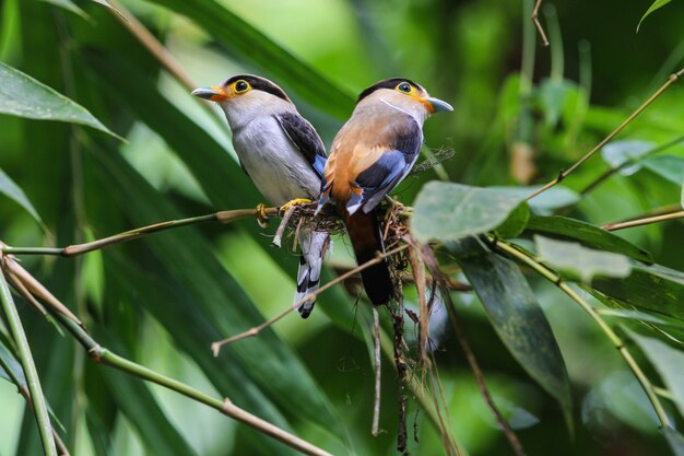 Photo oiseau dans la nature