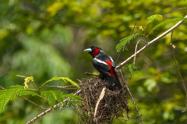 Oiseau dans la nature