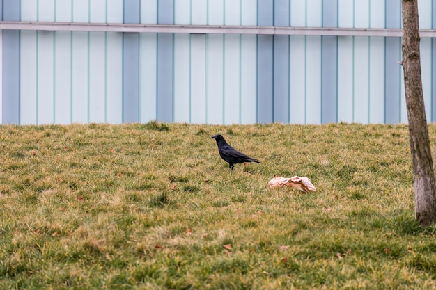 Un oiseau dans un parc