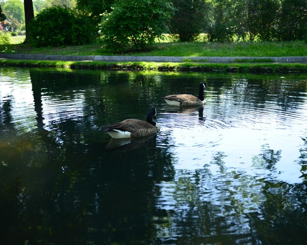 Photo un oiseau debout dans l'eau