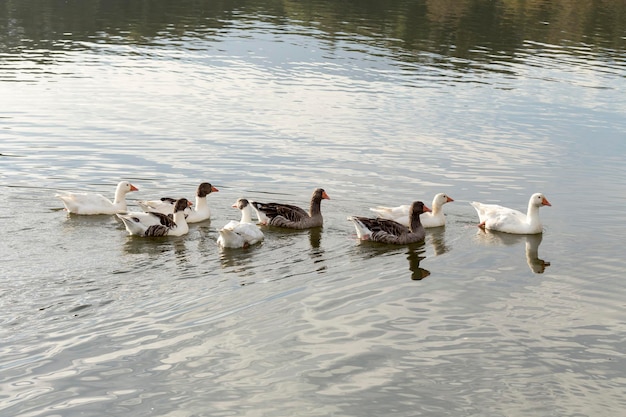 Oiseau domestique Les oies flottant dans un étang par une journée ensoleillée en gros plan