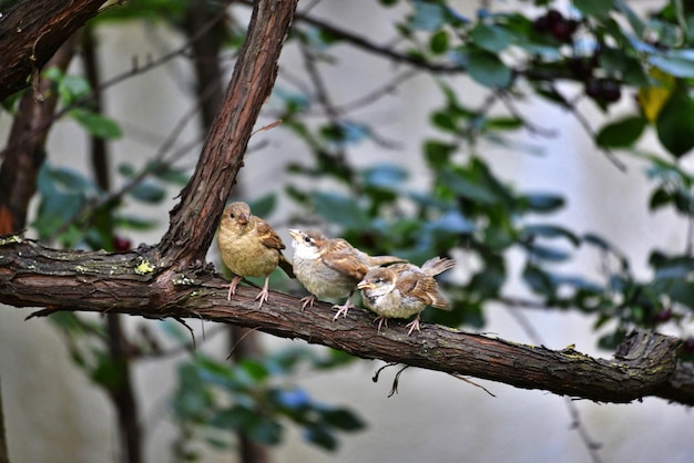 Oiseau domestique Passer dans la nature