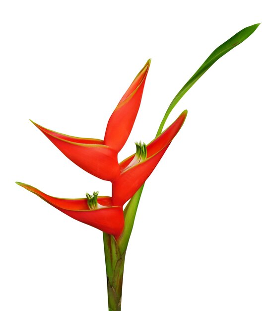 L'oiseau du paradis est une fleur d'Heliconia bihai rouge.