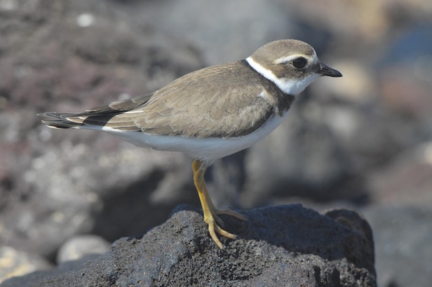 Oiseau d'eau adulte pluvier Kentish