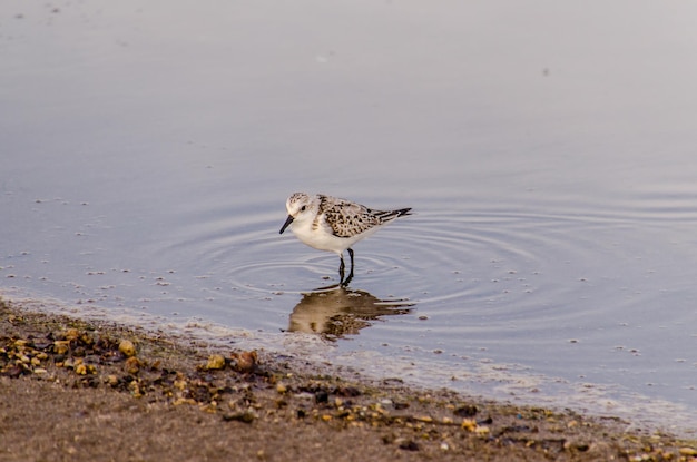 Oiseau d'eau adulte pluvier Kentish