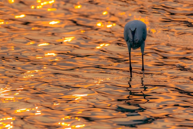 oiseau d'eau dans la lumière dorée de la rivière avec bokeh en arrière-plan