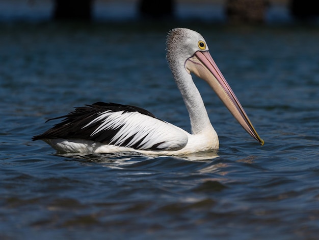 Oiseau d'eau de fond de mer d'océan