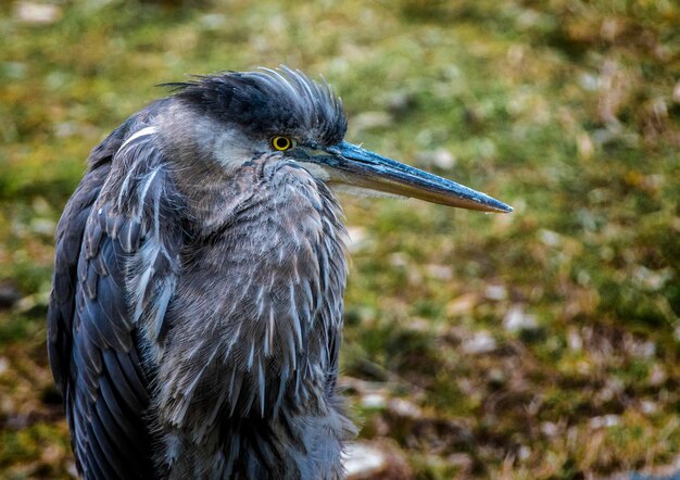 Photo un oiseau d'eau gonflé