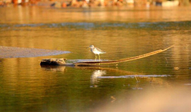 Oiseau à l'eau