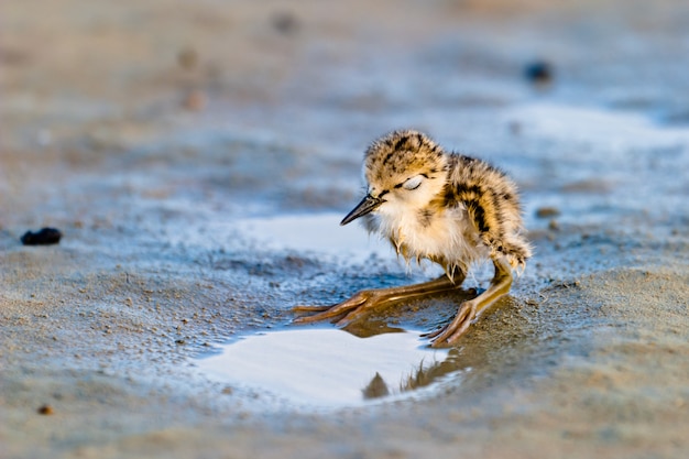 Oiseau échasse ailé noir