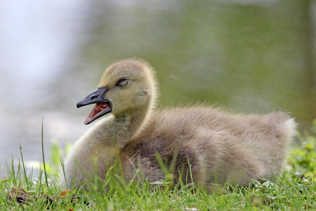 Photo oiseau endormi