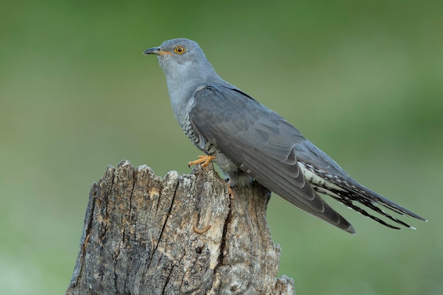 Photo un oiseau est accroché à une souche d'arbre