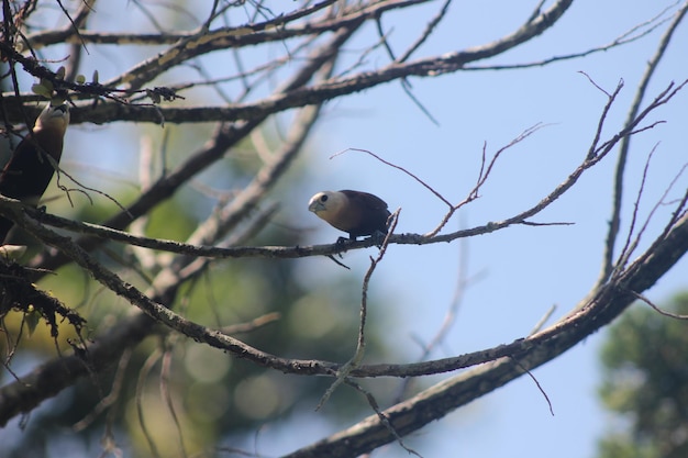 Un oiseau est assis sur une branche d'un arbre dans la forêt.