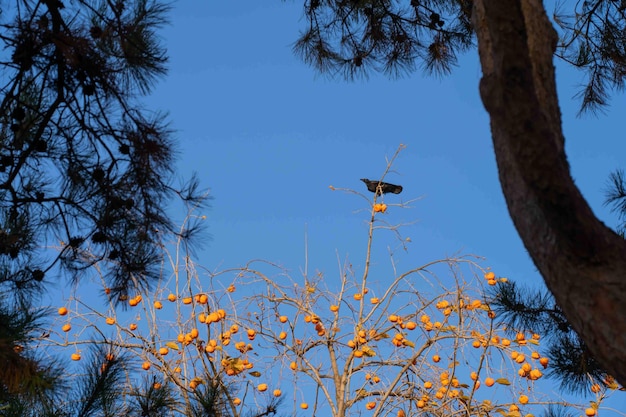 Un oiseau est assis sur une branche d'un arbre avec quelques feuilles et un ciel bleu.