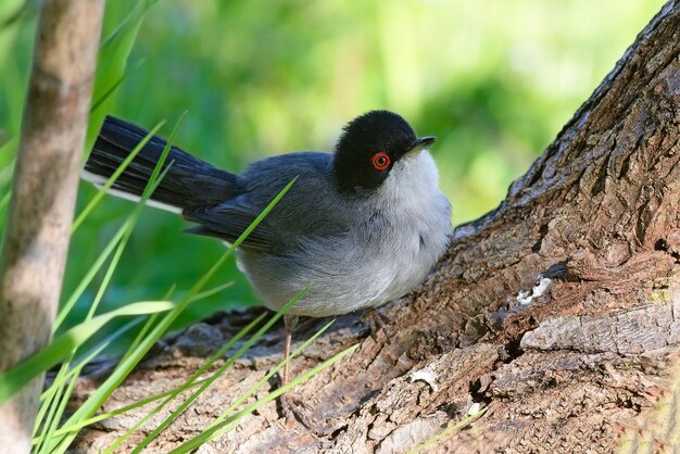 Photo un oiseau est assis sur une branche d'arbre et regarde la caméra