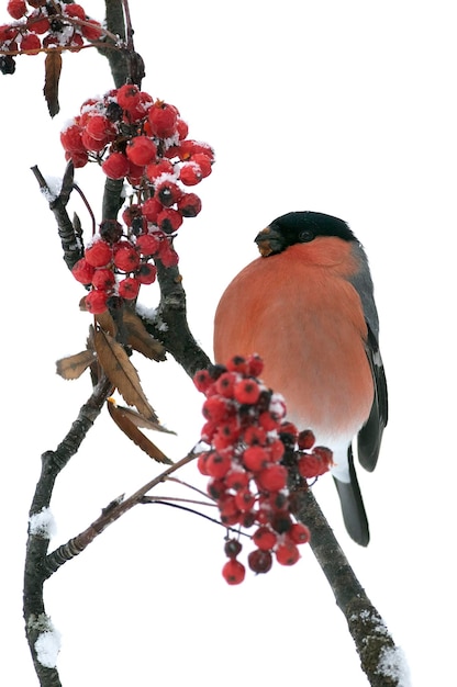 Un oiseau est assis sur une branche avec des baies dessus