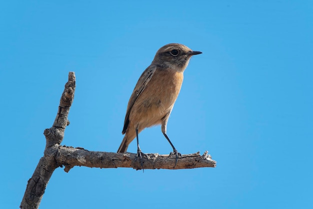 Un oiseau est assis sur une branche avec un ciel bleu derrière lui