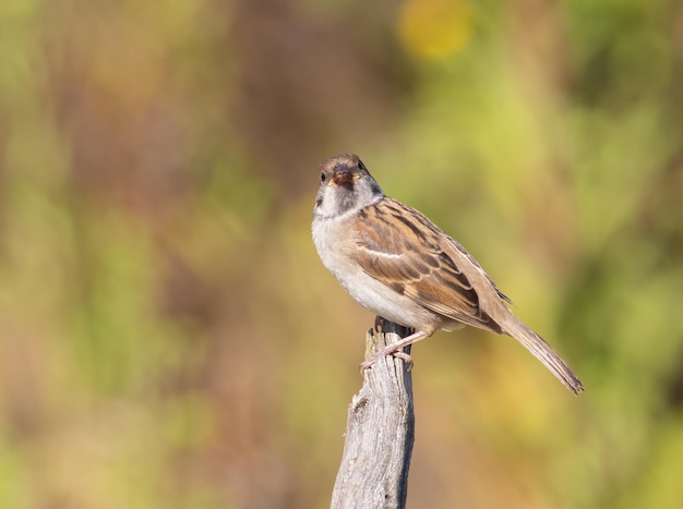 Un oiseau est assis sur une branche sur un fond vert.