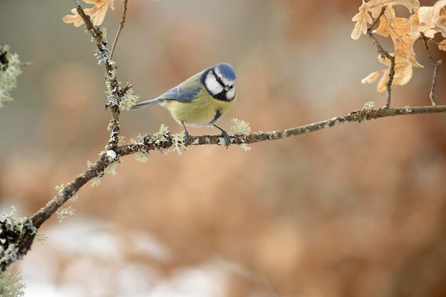 Un oiseau est assis sur une branche en hiver