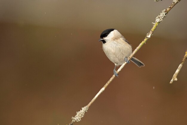 Un oiseau est assis sur une branche avec le mot " mésange " dessus.