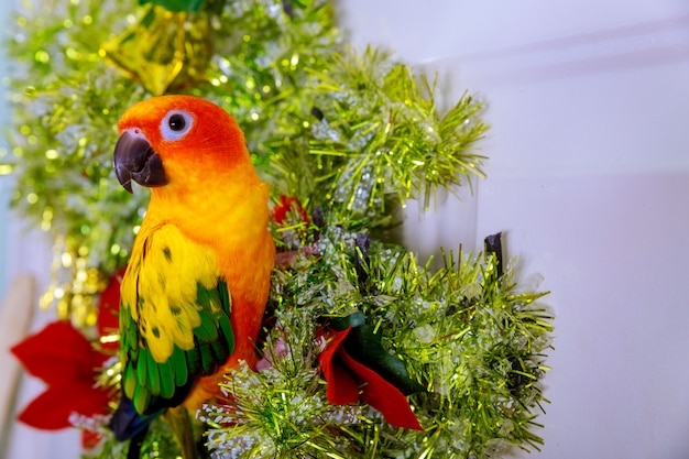 L'oiseau est assis sur la décoration de Noël.