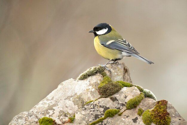 Un oiseau est assis sur un rocher recouvert de mousse.