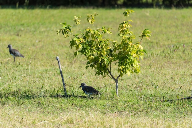 Un oiseau est assis sous un arbre dans un champ.