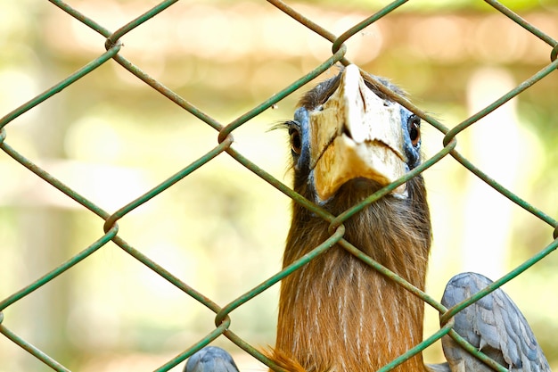 Photo l'oiseau est attrapé et emprisonné dans une cage