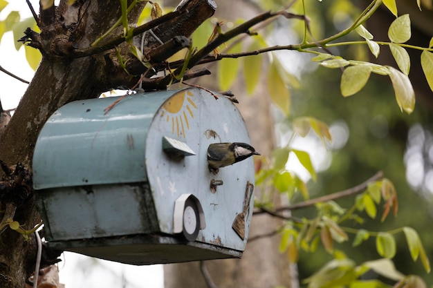 Un oiseau est sur une boîte aux lettres avec un soleil dessus.